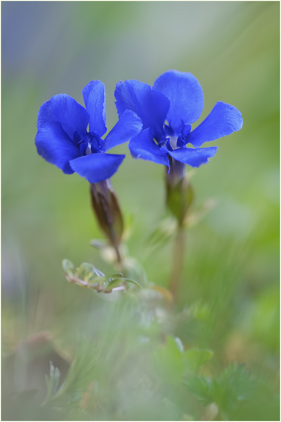 Blauer Doppelpack