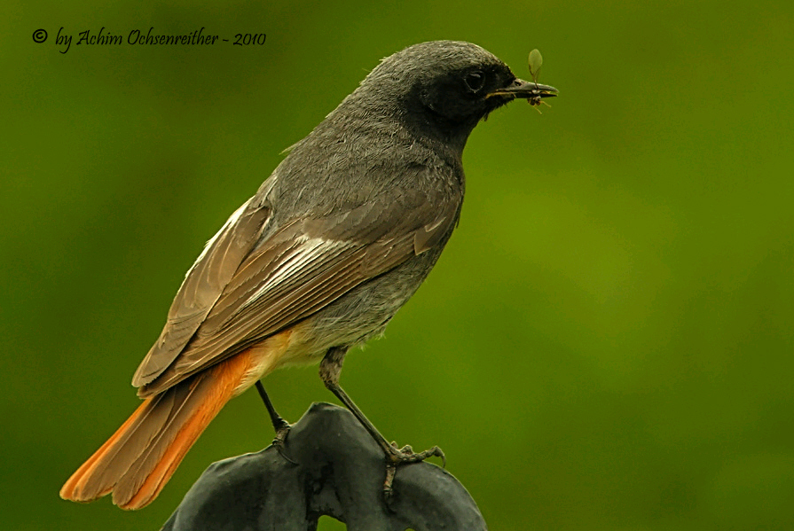 Hausrotschwanz (phoenicurus-ochruro)