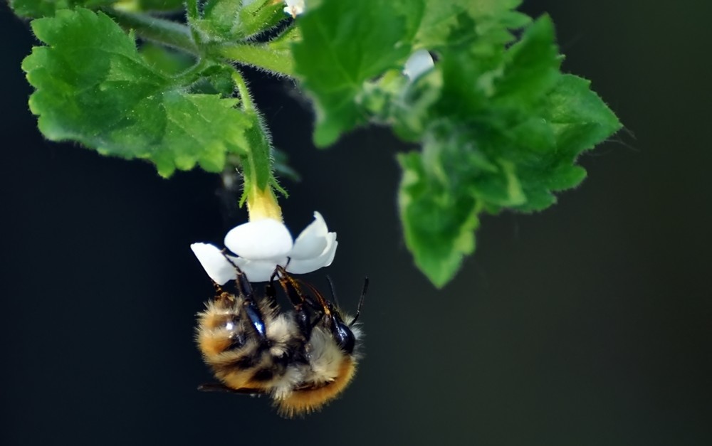 Hummel in Rückenlage