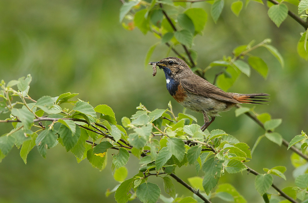 blaukehlchen in seinem habitat