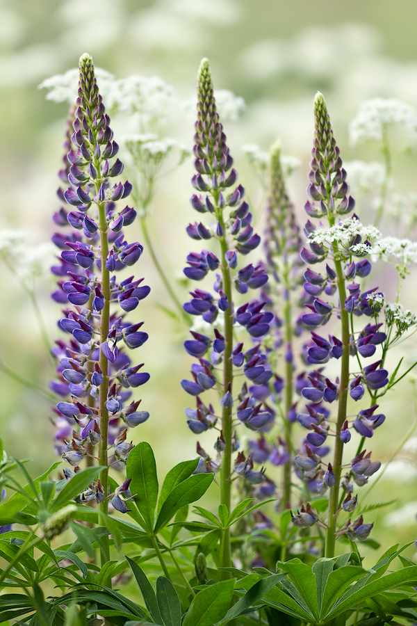 Vielblättrige Lupine (Lupinus polyphyllus) (Forum für Naturfotografen)