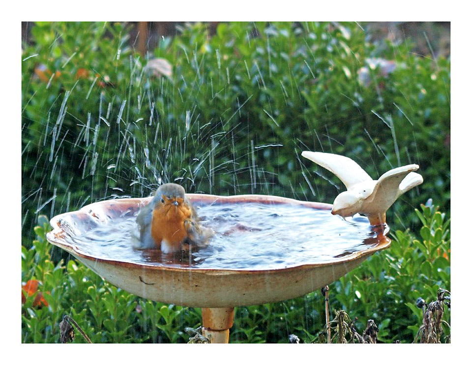 Rotkehlchen beim Baden