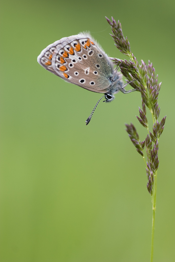 Polyommatus icarus