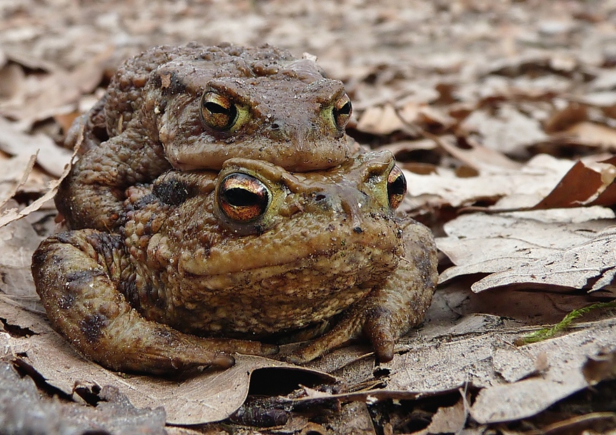  - image::Brigitte_Wagner_kroetenpaerchen_wald_kroetenpaarung_kroeten_erdkroete_kroete_amphibien