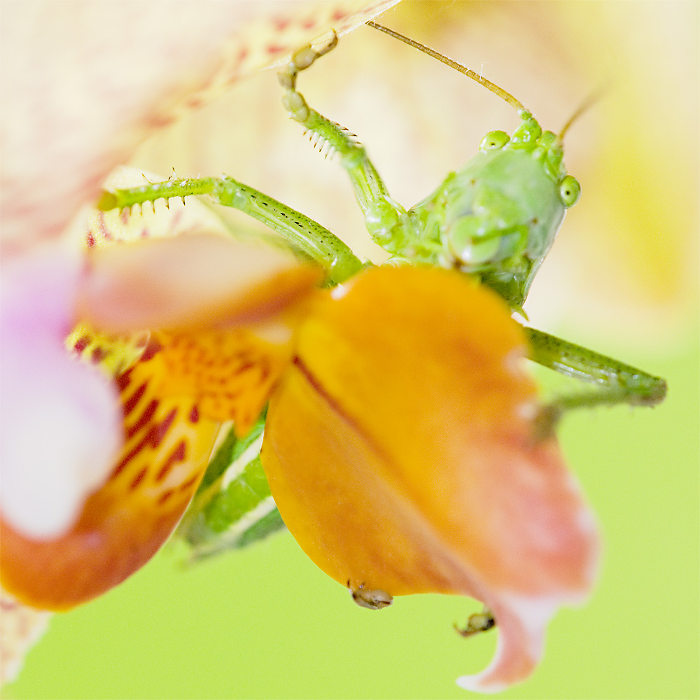 Punktierte Zartschrecke - Leptophyes punctatissima  I