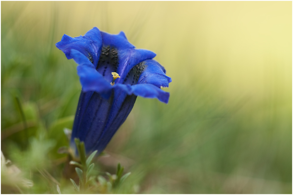 Blau, blau, blau ...