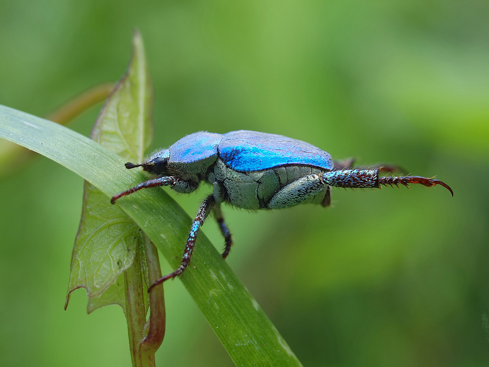 Relaxed...(Hoplia coerulea) (2)