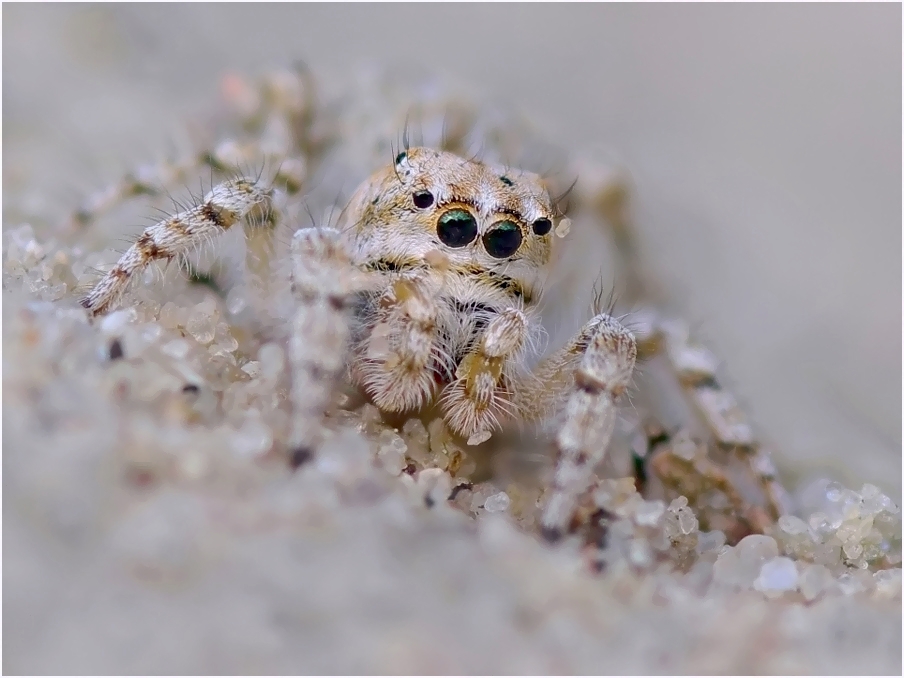 Bewimpert ...   (Yllenus arenarius, female)
