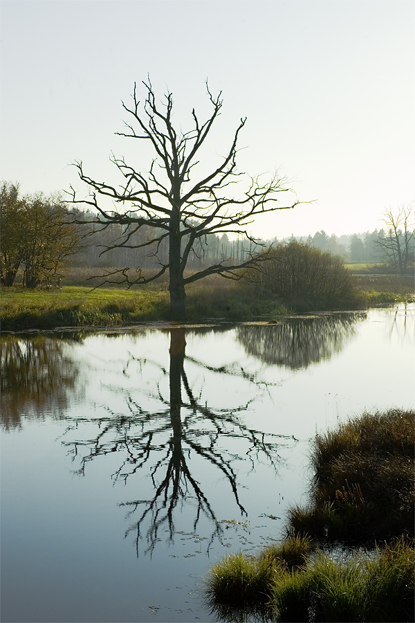 Moor bei Andechs-Bayern  I