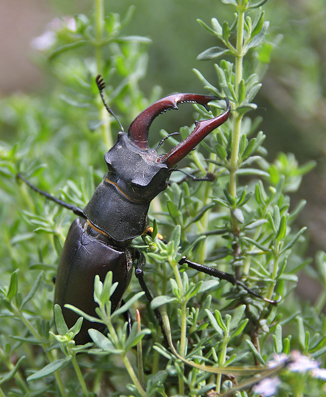 Hirschkäfer