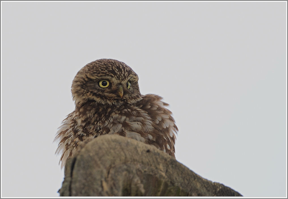 Steinkauz, (Athene noctua) Wildlife