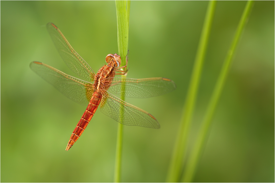 Feuerlibelle (Crocothemis erythraea)