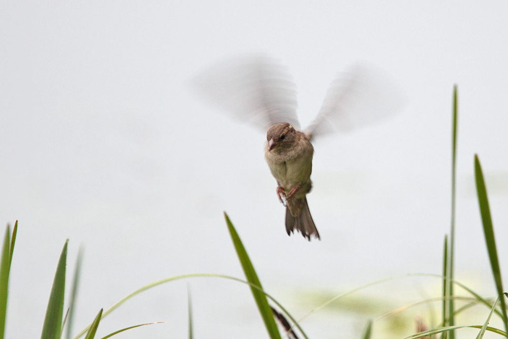 Spatz im Flug #2