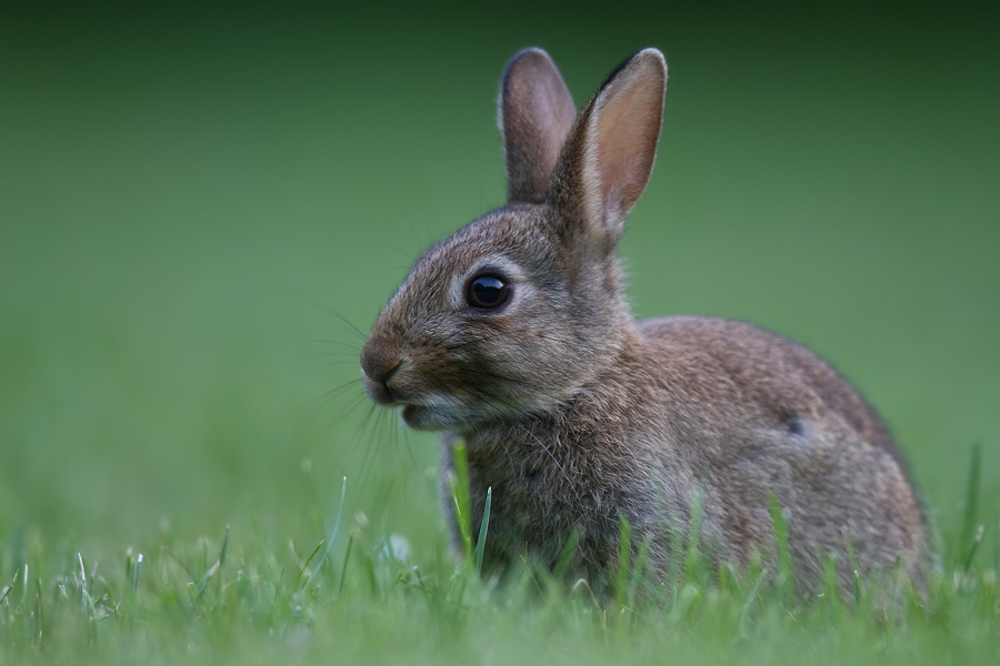 junges Wildkaninchen (Oryctolagus cuniculus)