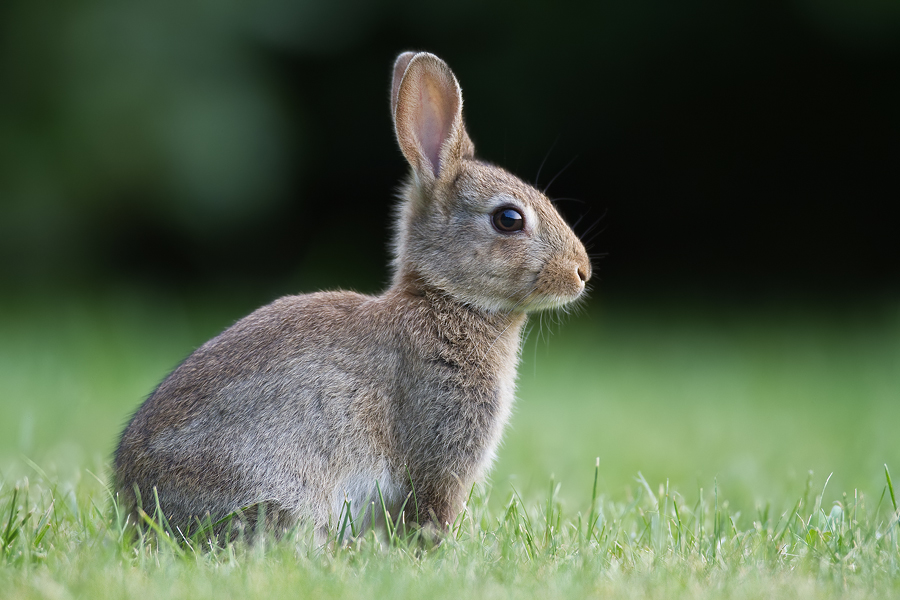 junges Wildkaninchen (Oryctolagus cuniculus) II