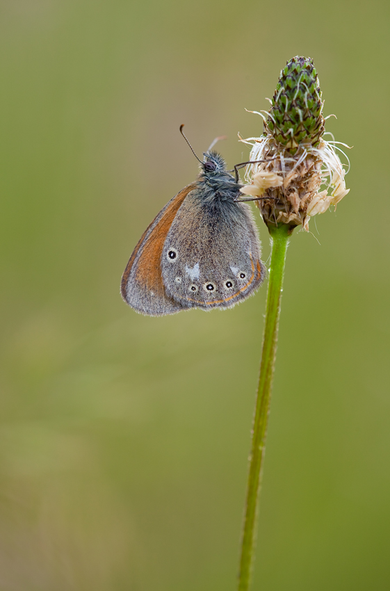 Wiesenvögelchen