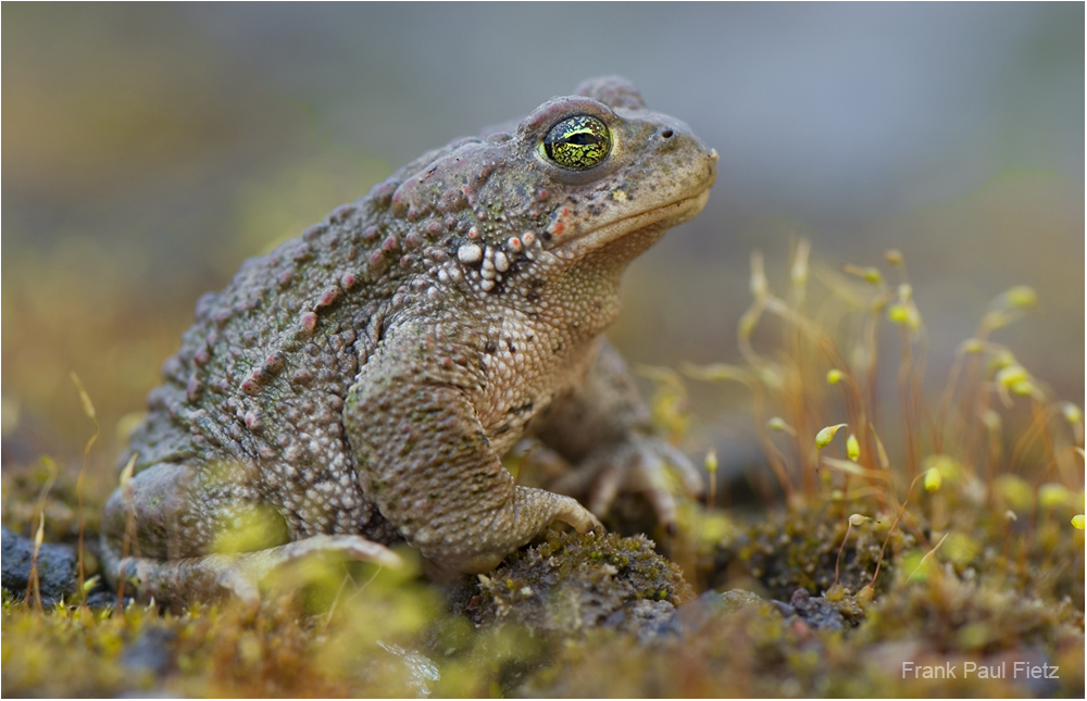 Die Kreuzkröte | Bufo Calamita