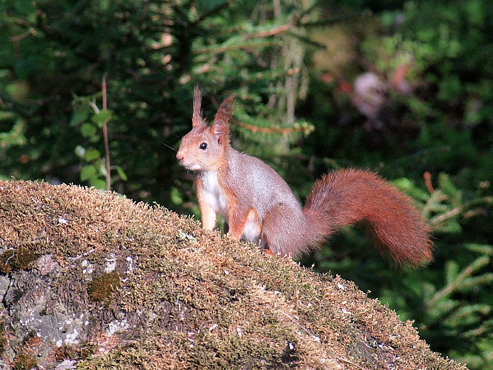 Eichhörnchen auf dem Stein