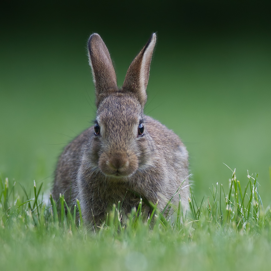 junges Wildkaninchen (Oryctolagus cuniculus) III