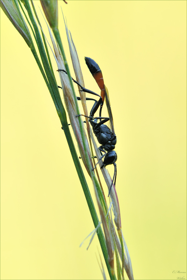 Spheciformes/Ammophila