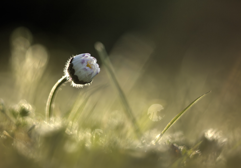 Nur ein Gänseblümchen ......
