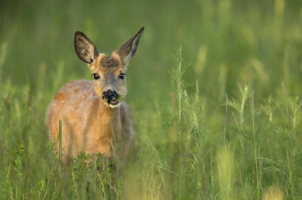"Abendbrot"