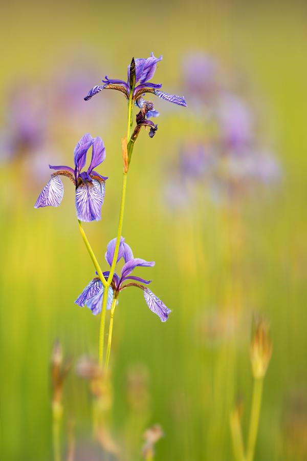 ~Schöne Iris~