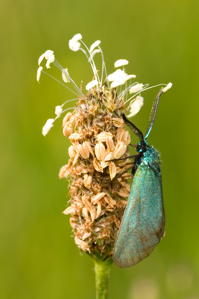 Blauwidderchen