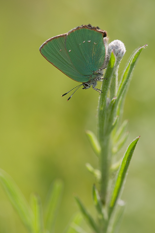 deep green