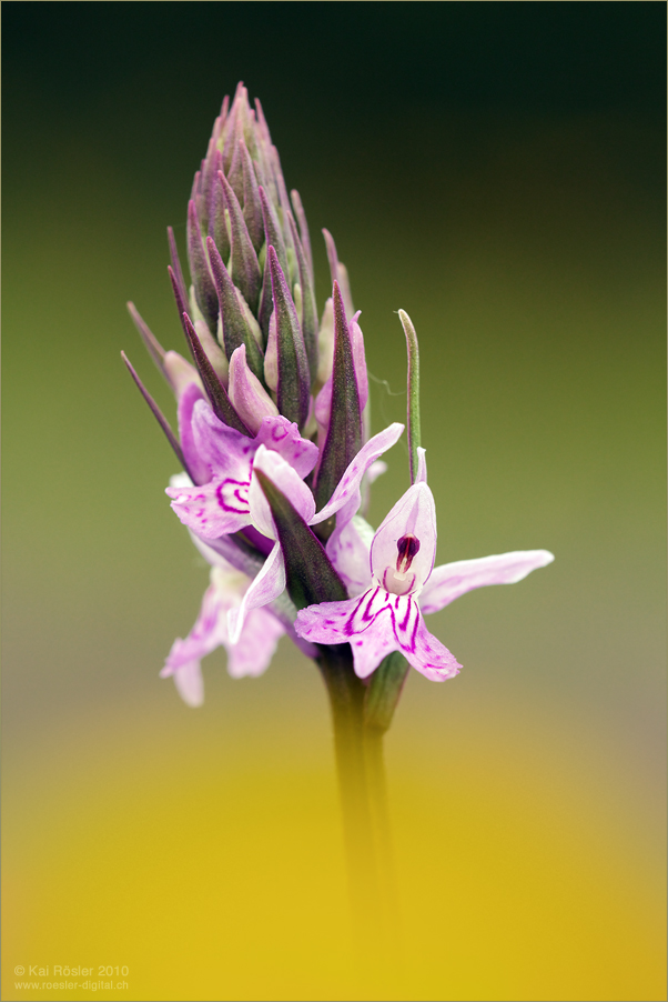 Geflecktes Knabenkraut (Dactylorhiza maculata)