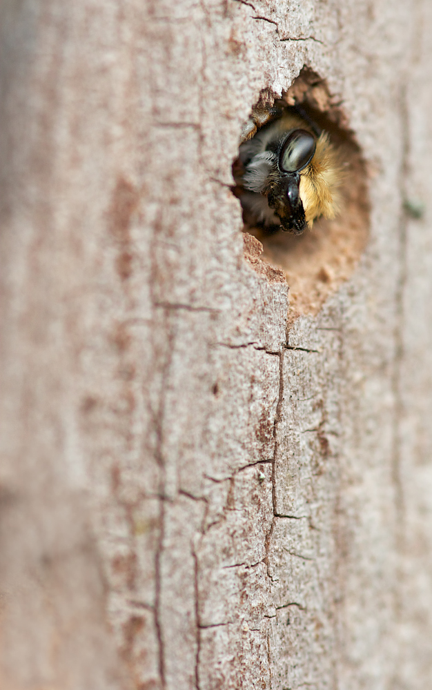 Wohnugnssituation unter Solitärbienen