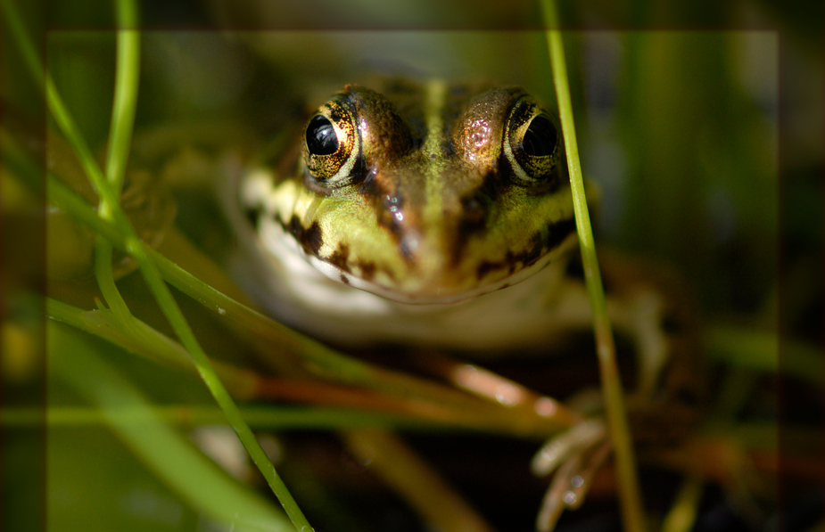 Hallo