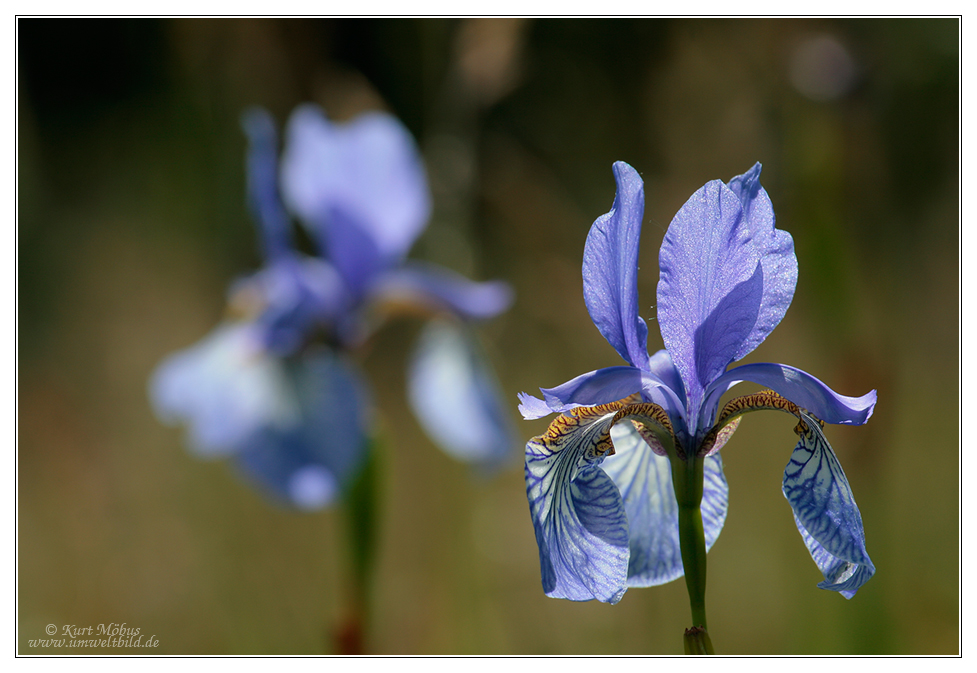 Das blaue Licht