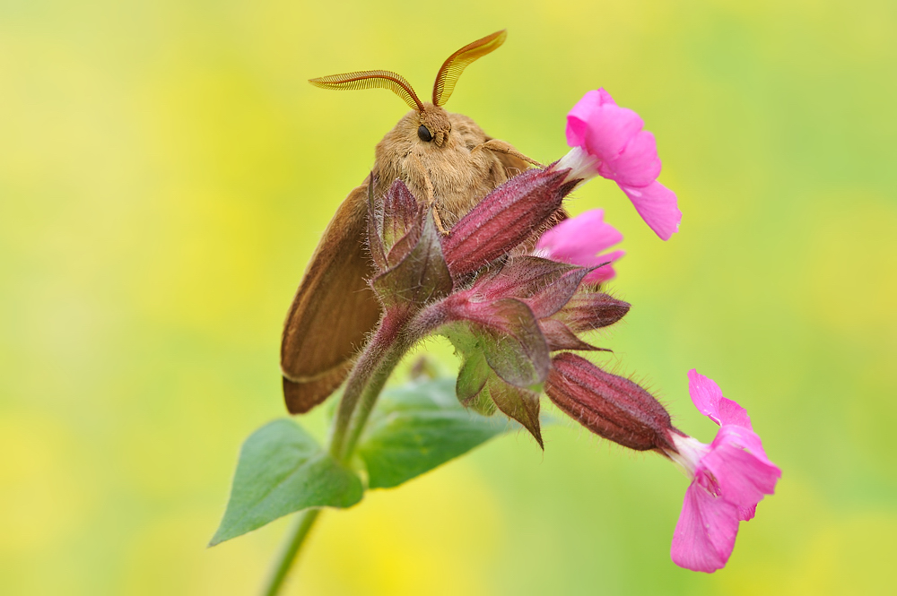 der Blumenfreund