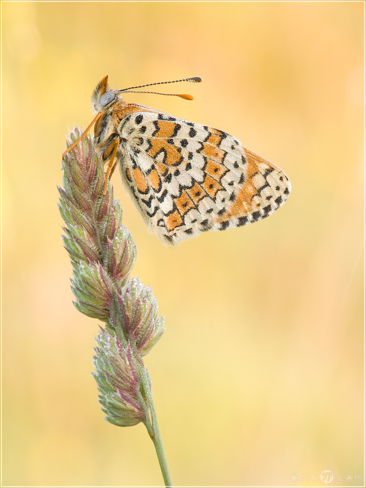 Wegerich-Scheckenfalter - Melitaea cinxia