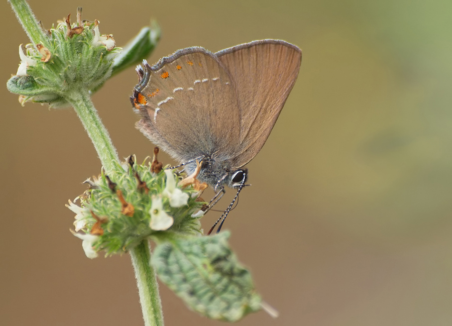 Brauner Eichen-Zipfelfalter (Satyrium ilicis)