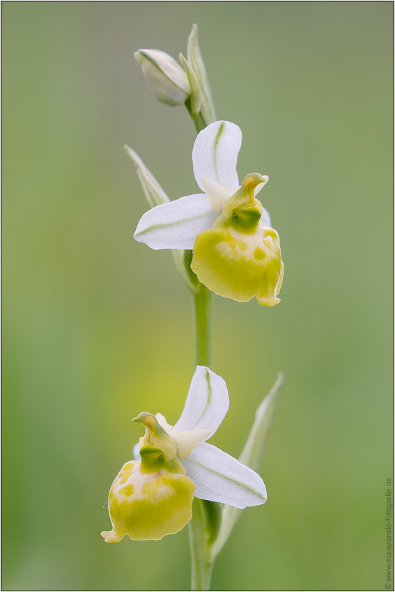 Hummel einmal anders