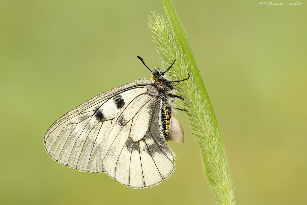 Schwarzer Apollo