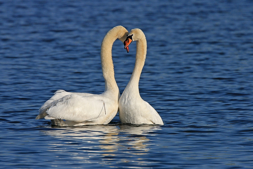 Schwanenpaar nach der Paarung