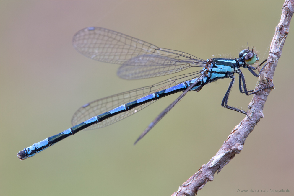 Coenagrion hylas - Bileks Azurjungfer