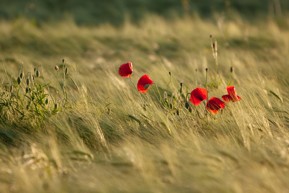 Mohn im Feld