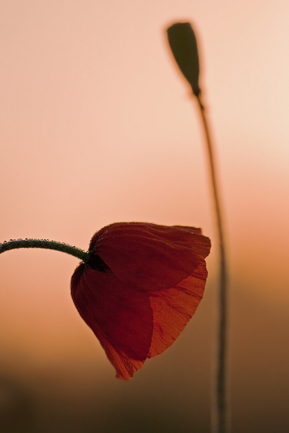 "Zuneigung"  im Morgenrot