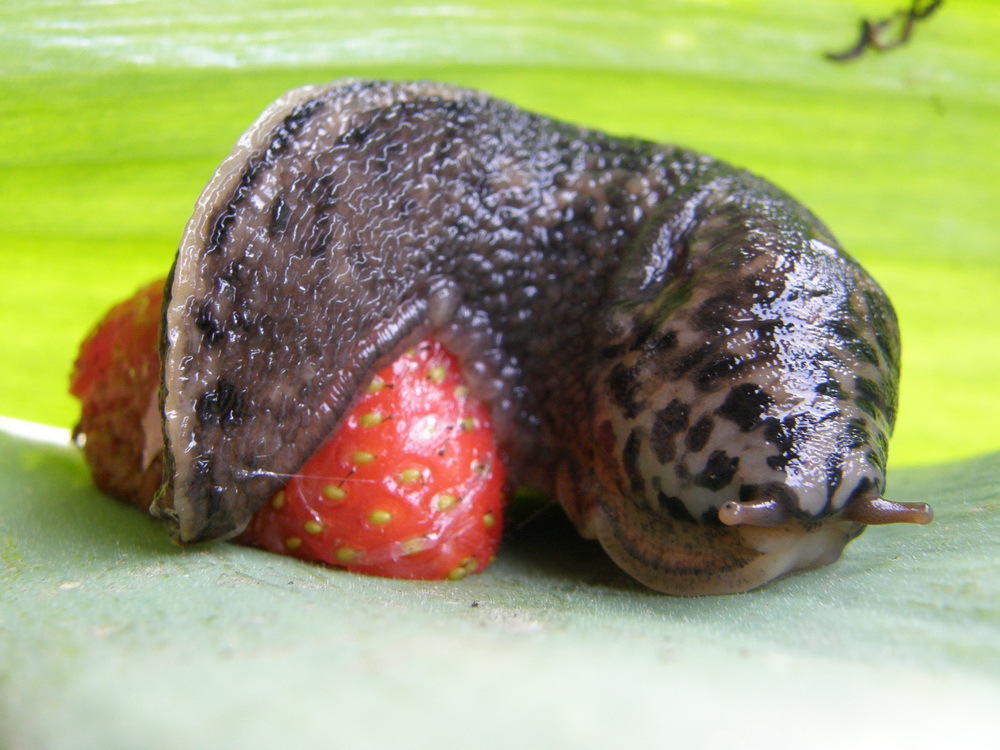Limax maximus