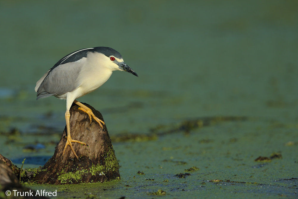 Nachtreiher, Nycticorax nycticorax, Black-crowned Night Heron