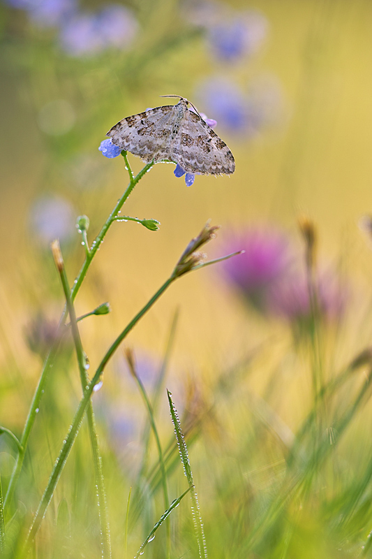 Sommerwiese am Morgen