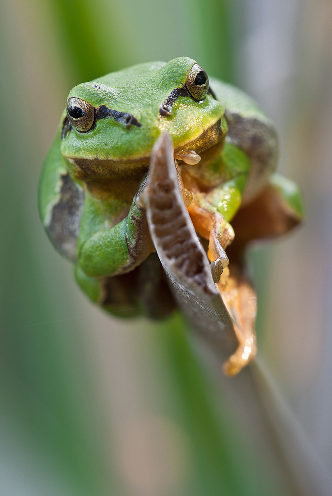 Hyla arborea