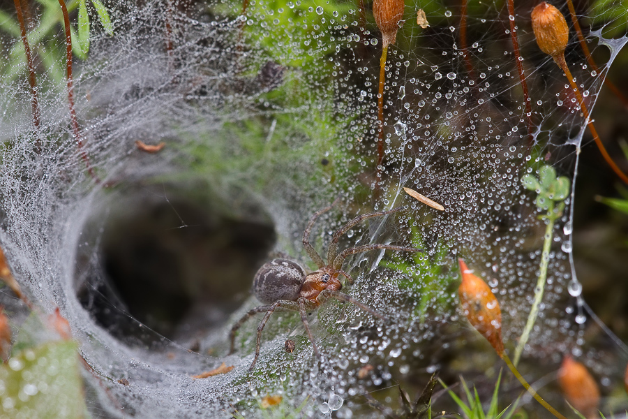 Labyrinthspinne (Agelena labyrinthica)