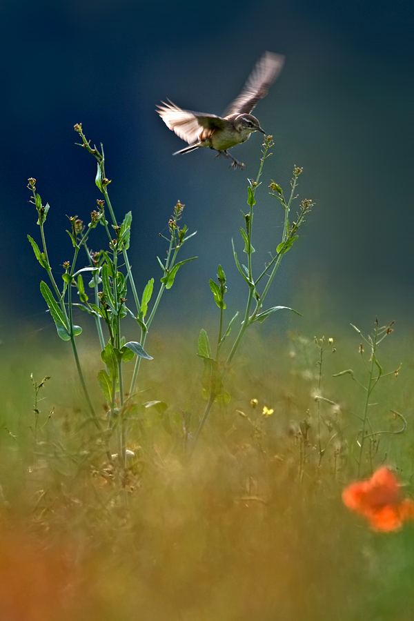 Insektenjagd über der Blumenwiese