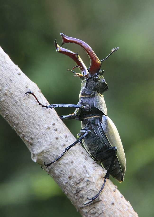 Hirschkäfer