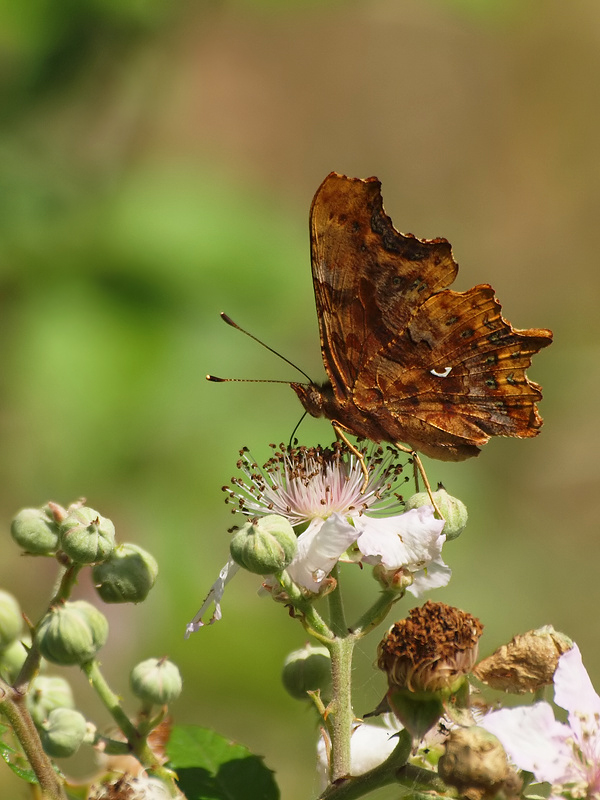 C-Falter (Polygonia C-album)